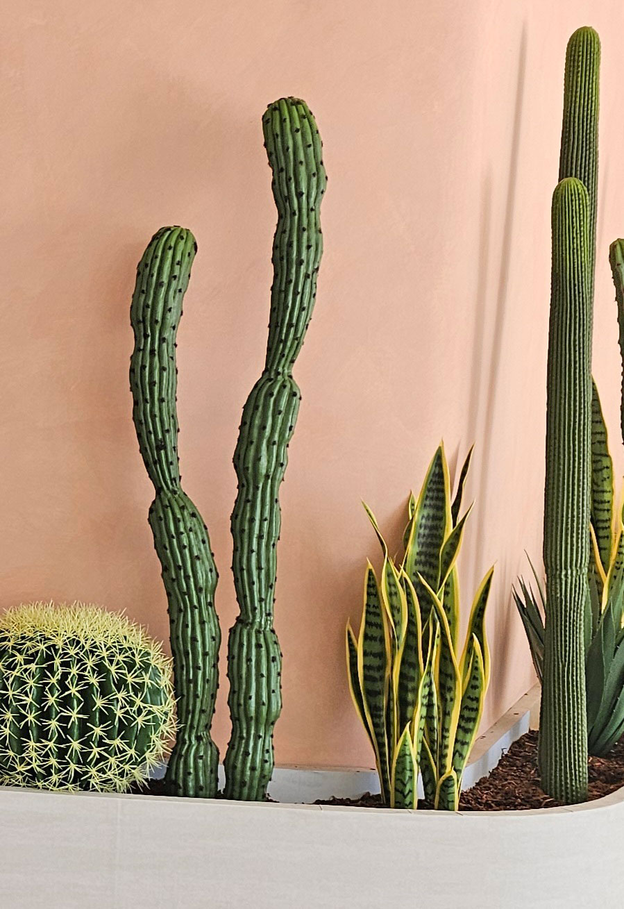 Sanseviera Plant 1m [mother-in-law-tongue]