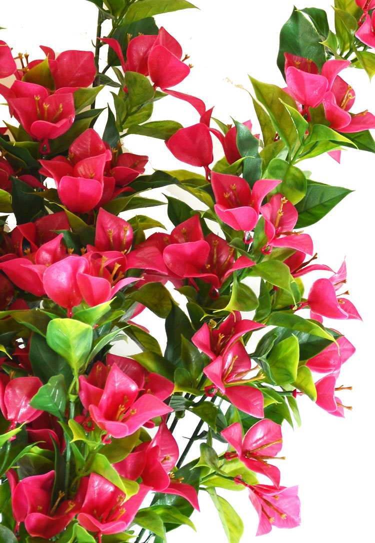 Bouganvillea trailing Plant UV 