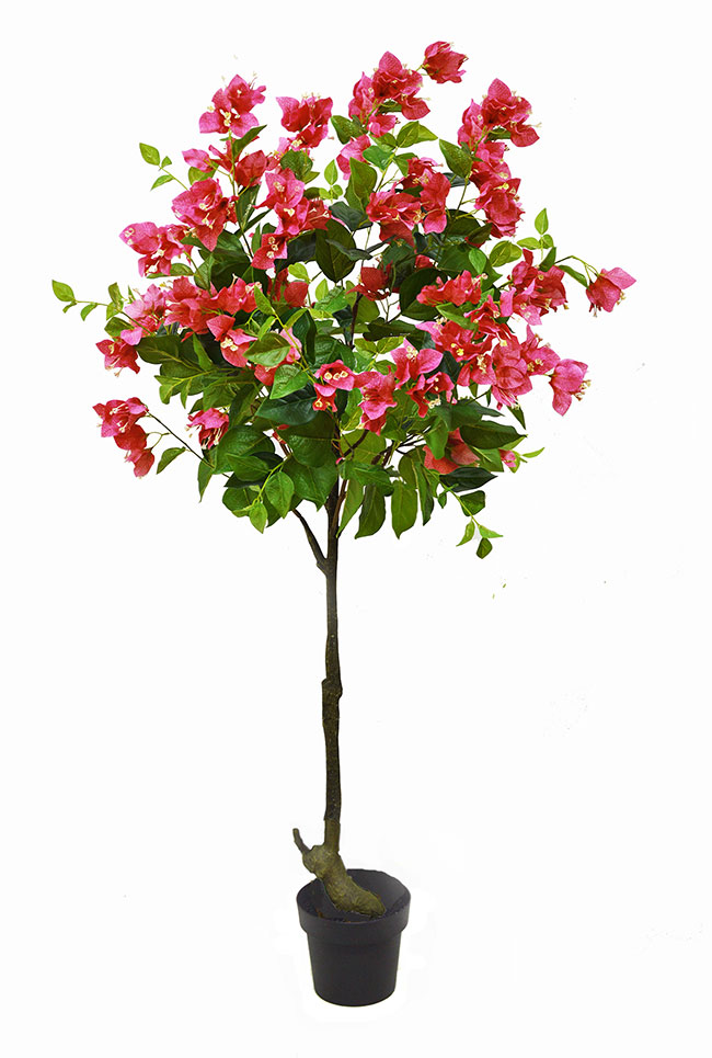 Bougainvillea Topiary- 1.5m cerise