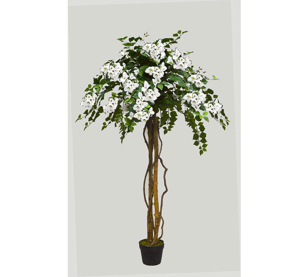 Bougainvillea Topiary- 1.6m light pink