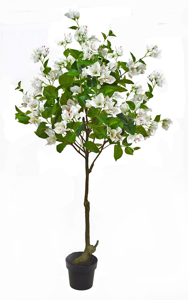 Bougainvillea Topiary- 1.5m white