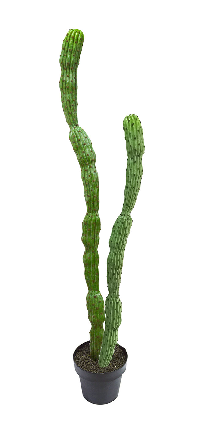 Cactii- Baja Cactus 1.9m double-stem  