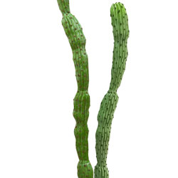 Cactii- Baja Cactus 1.9m double-stem   - artificial plants, flowers & trees - image 2