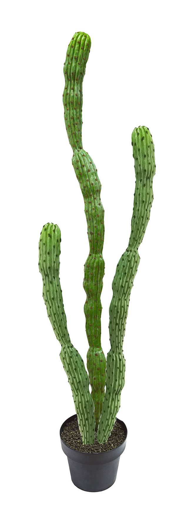 Cactii- Baja Cactus 1.9m triple-stem   