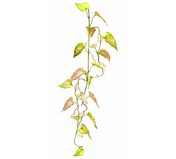 Trailing Vine- 1.2m Caladium 'pink symphony'