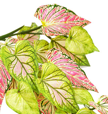 Trailing Vine- 1.2m Caladium 'pink symphony'
