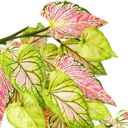 Trailing Vine- 1.2m Caladium 'pink symphony' - artificial plants, flowers & trees - image 1