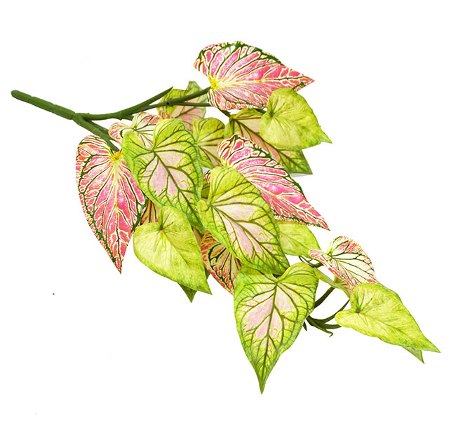 Bushes..sml trailer- Caladium 'pink symphony'