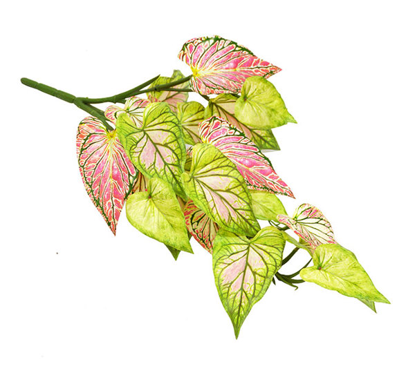 Bushes..sml trailer- Caladium 'pink symphony'