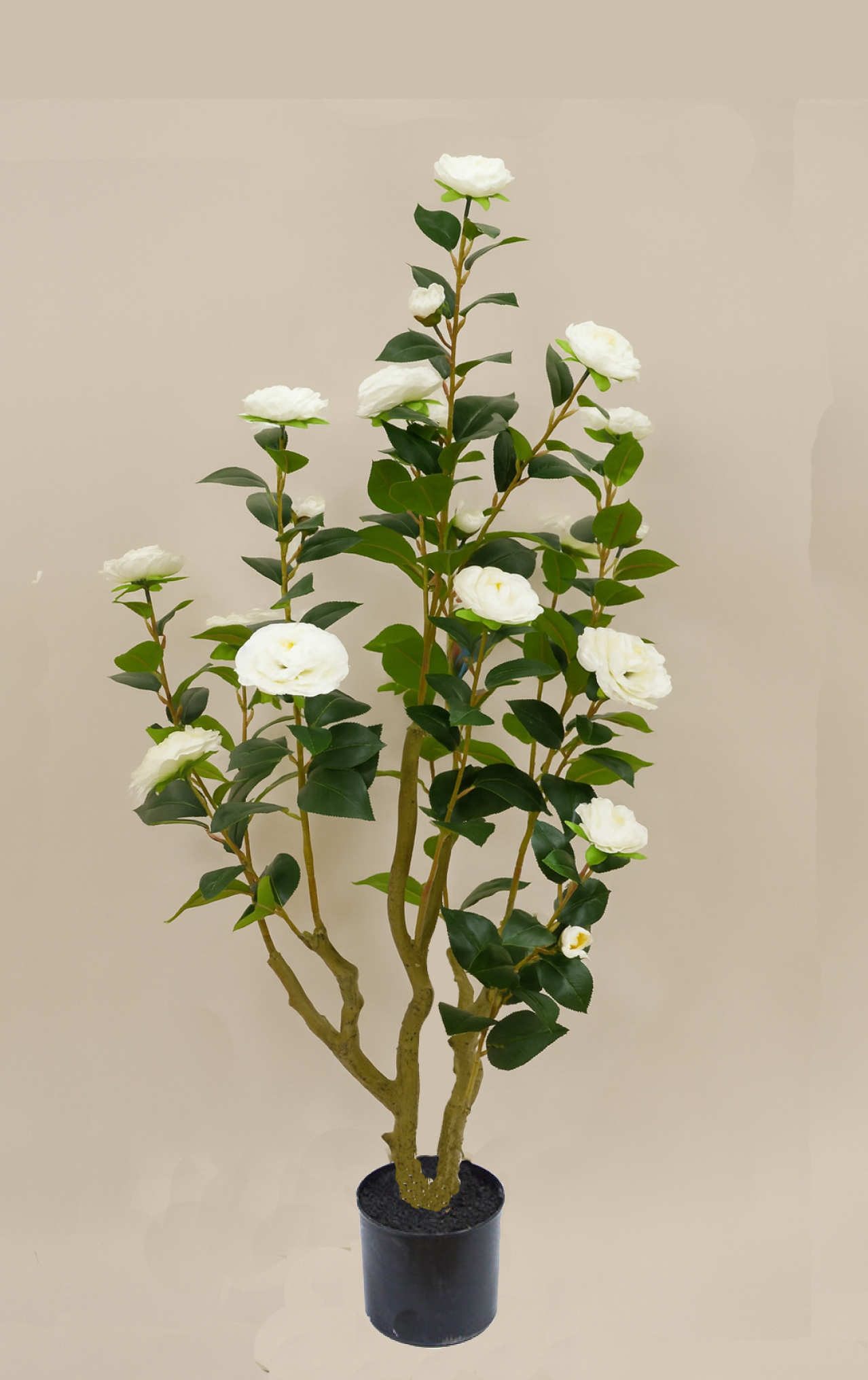 Camellia 1.2m white