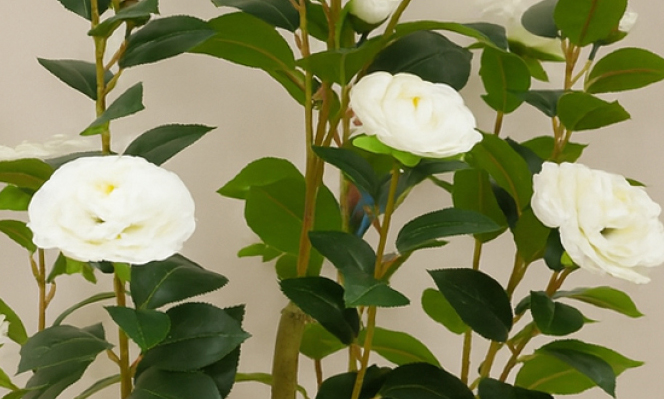 Camellia 1.2m white