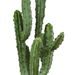 Cactii- Candelabra Cactus 1.65m  - artificial plants, flowers & trees - image 1