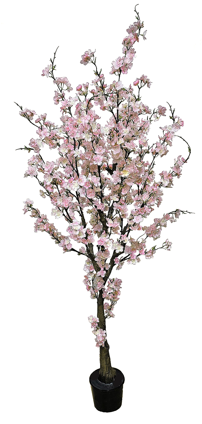 Cherry Blossom Tree 1.75m