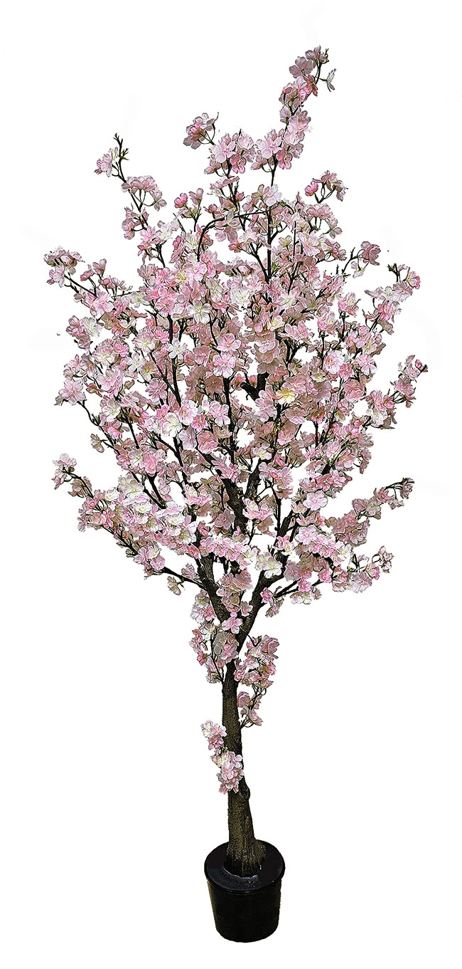 Cherry Blossom Tree 1.8m