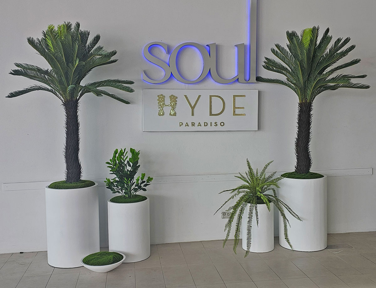Cycad Palm 2m