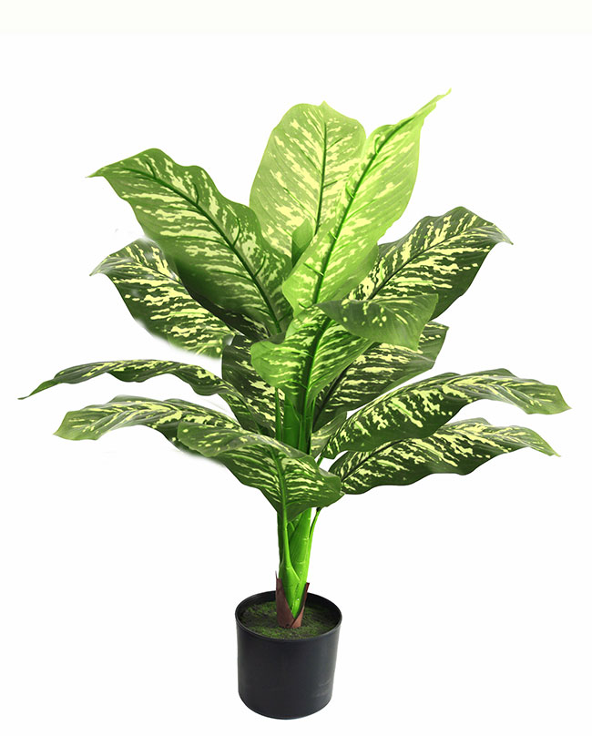 Diefenbachia Plant 90cm