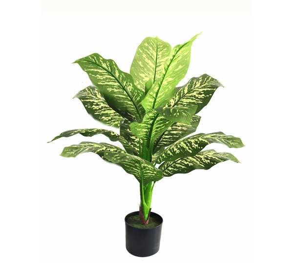 Diefenbachia Plant 90cm