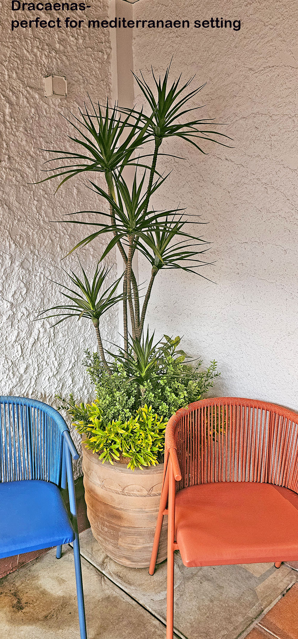 Dracaena Marginata Tree- 1.8m with 5 heads 