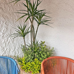 Dracaena Marginata Tree- 1.8m with 5 heads  - artificial plants, flowers & trees - image 1