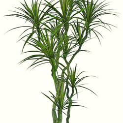 Dracaena- mini-yucca 2.1m with 10 heads - artificial plants, flowers & trees - image 9