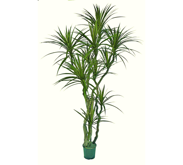 Dracaena- mini-yucca 2.1m with 10 heads