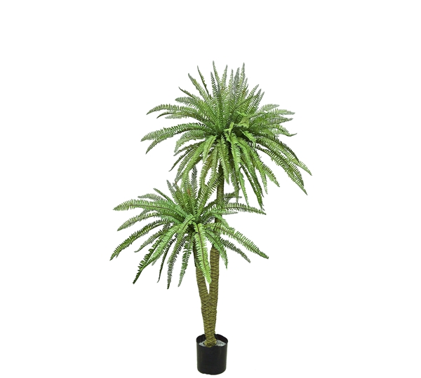 Fern Palm 1.6m dbl-stem