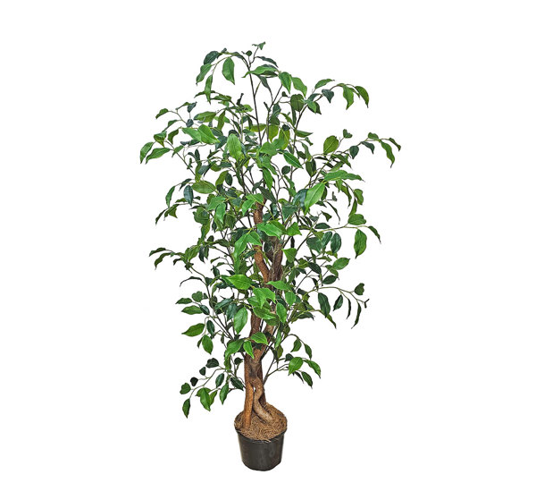 Mini-Ficus 'benji' 1.3m