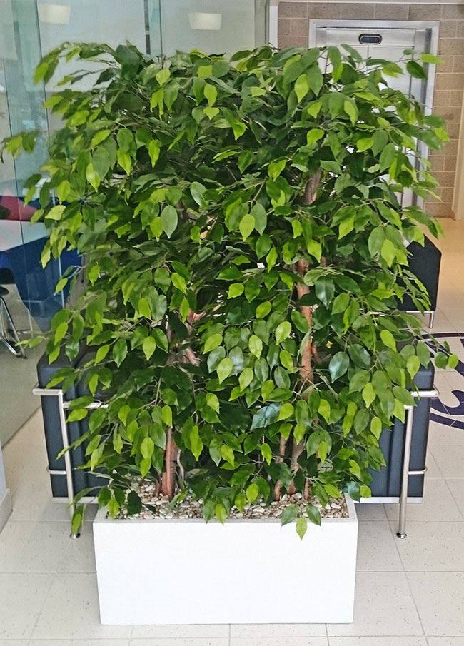 Trough Planters- with Weeping Ficus UV 1.7m tall 
