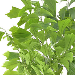 Fish-Tail Palms 1.5m  - artificial plants, flowers & trees - image 1