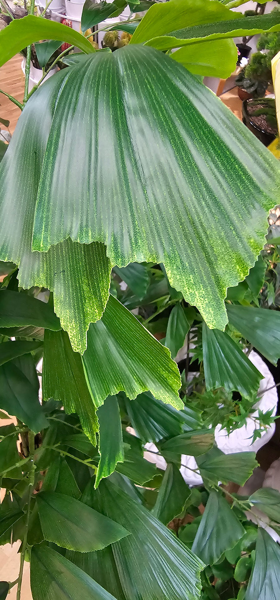 Fish-Tail Palm 2.2m delux