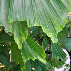Fish-Tail Palm 2.2m delux - artificial plants, flowers & trees - image 2