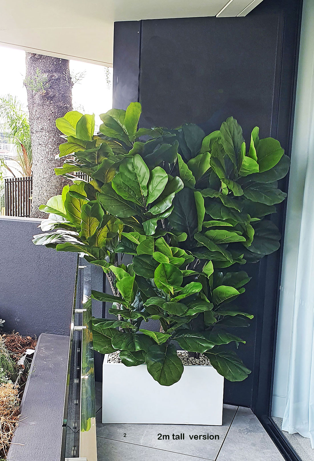 Trough Planters- with Fiddle-Leaf Ficus 1.7m tall