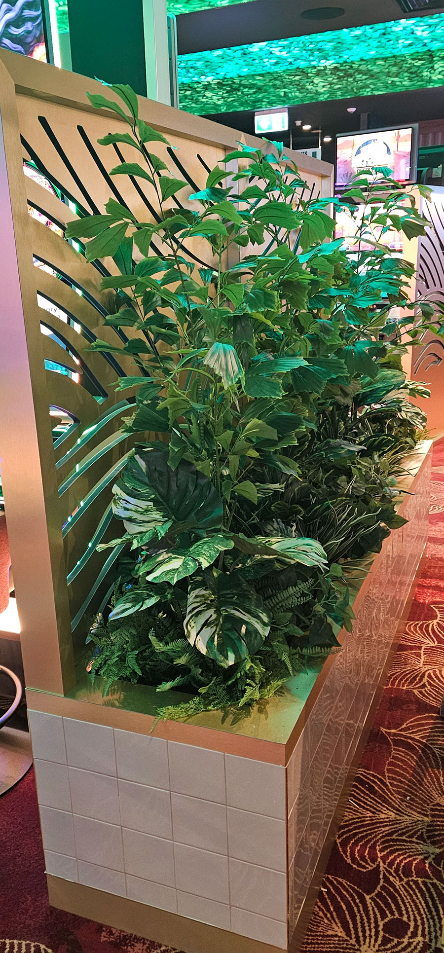 Fish-Tail Palm 1.8m