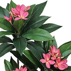 Franjipani- pink flowers 90cm  - artificial plants, flowers & trees - image 1
