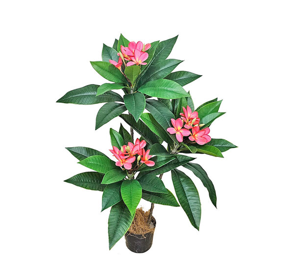 Franjipani- pink flowers 90cm