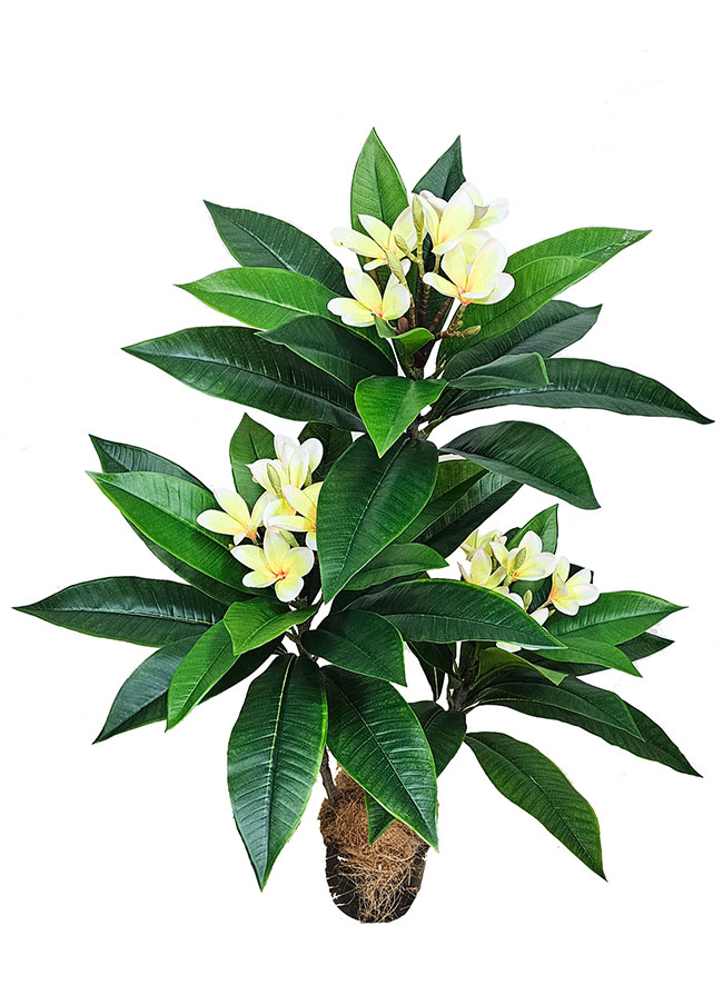 Franjipani- yellow/white flowers 90cm
