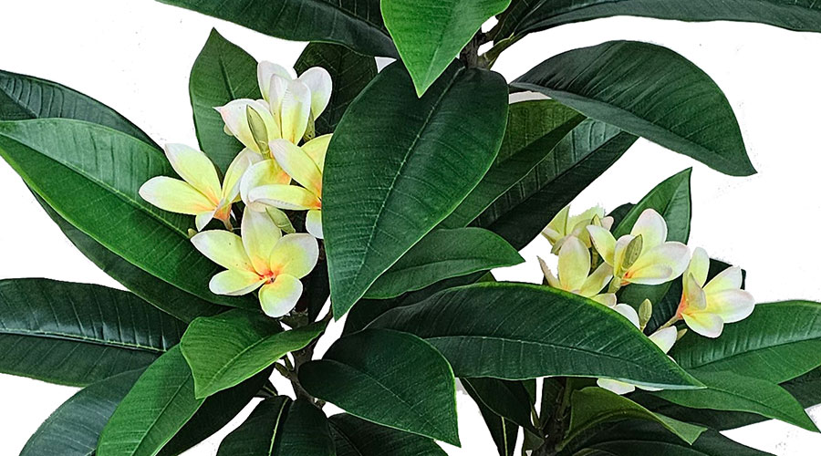Franjipani- yellow/white flowers 90cm