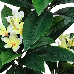Franjipani- yellow/white flowers 90cm - artificial plants, flowers & trees - image 1