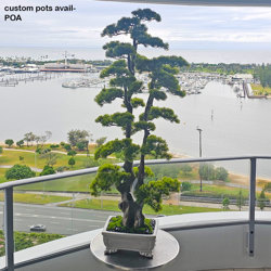 Bonsai Pine- xlge - artificial plants, flowers & trees - image 1