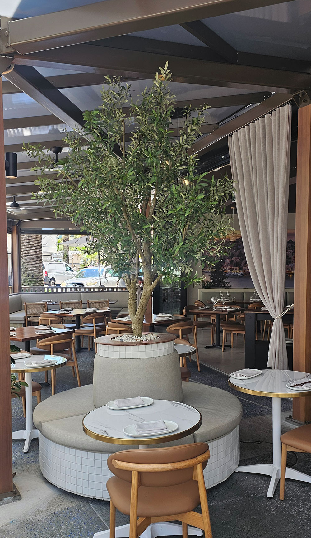 Giant Olive Tree- 2.7m tall