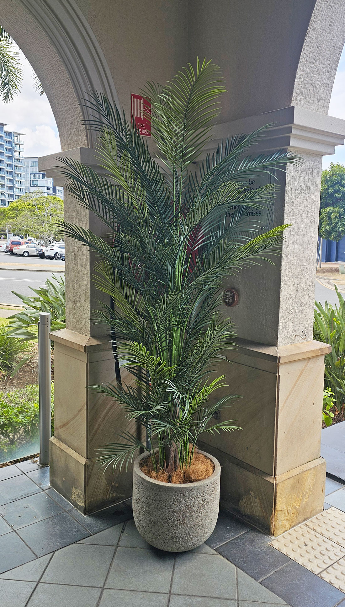 Alexander Palm 2.4m UV-treated