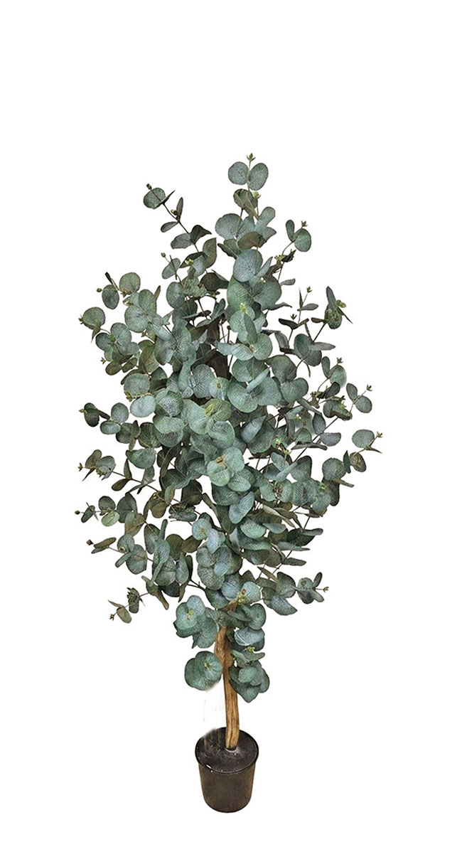 Eucalyptus 'Grey Gum' 1.3m UV