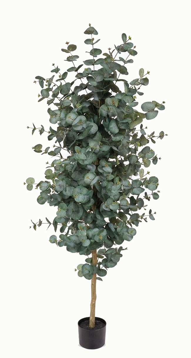 Eucalyptus 'Grey Gum' 1.8m UV 