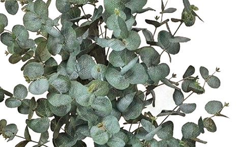 Eucalyptus 'Grey Gum' 1.8m UV 