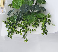 From Domestic eyesore to stunning Greenery Feature- easy
