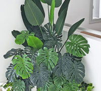 From Domestic eyesore to stunning Greenery Feature- easy
