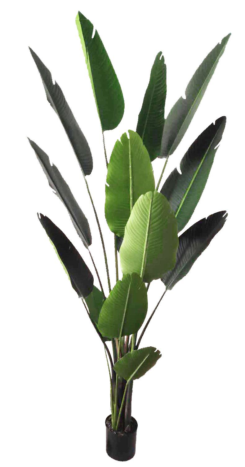 Heliconia Palms- 2.4m