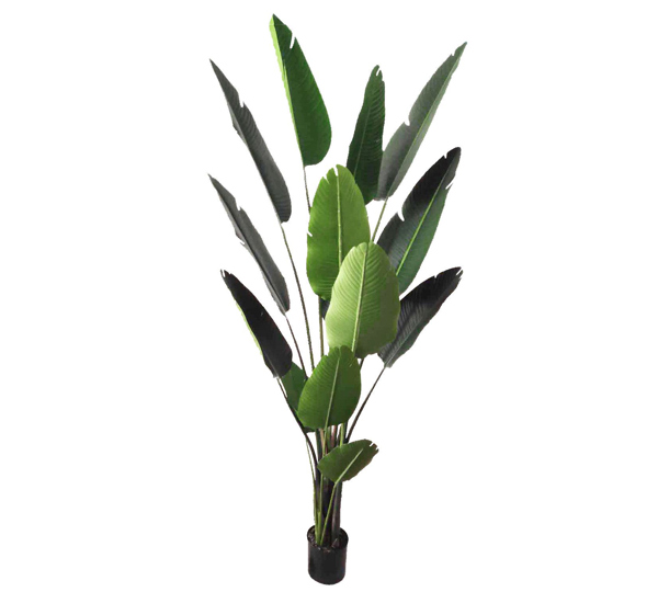 Heliconia Palms- 2.4m