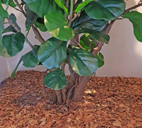 Trendy E-Marketing Head Office goes green...