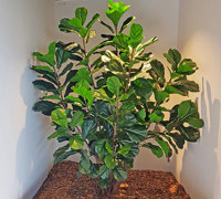 Trendy E-Marketing Head Office goes green...